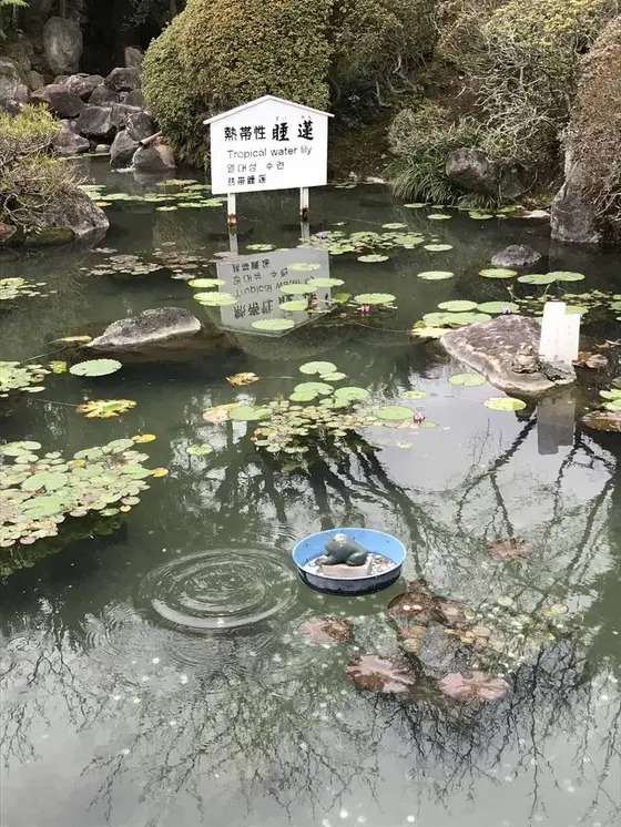 熱帯性睡蓮の池