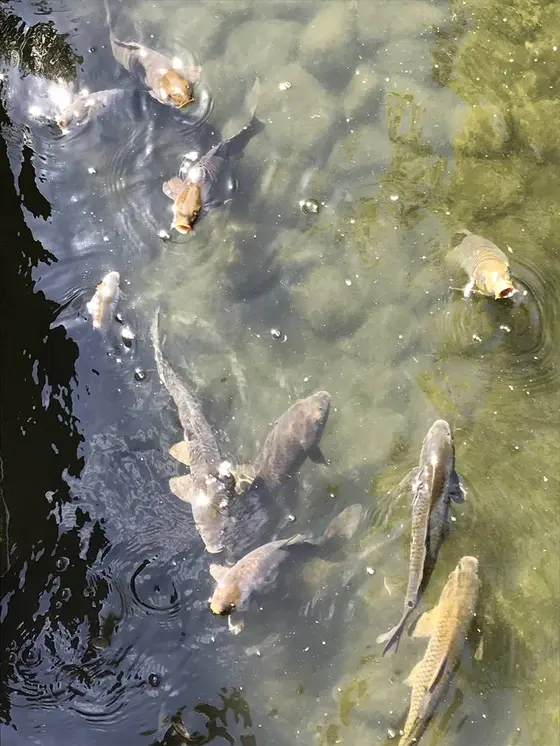 優雅に泳ぐ鯉たち