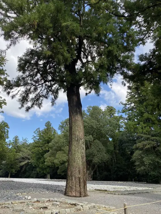 この木何の木？