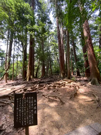 ◎木の根道