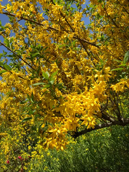 黄色のお花