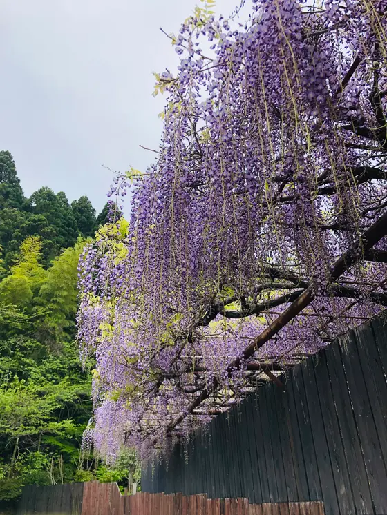 血の池地獄に咲いてた藤の花