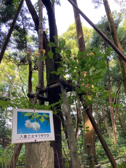 新種！“入善乙女キザクラ“