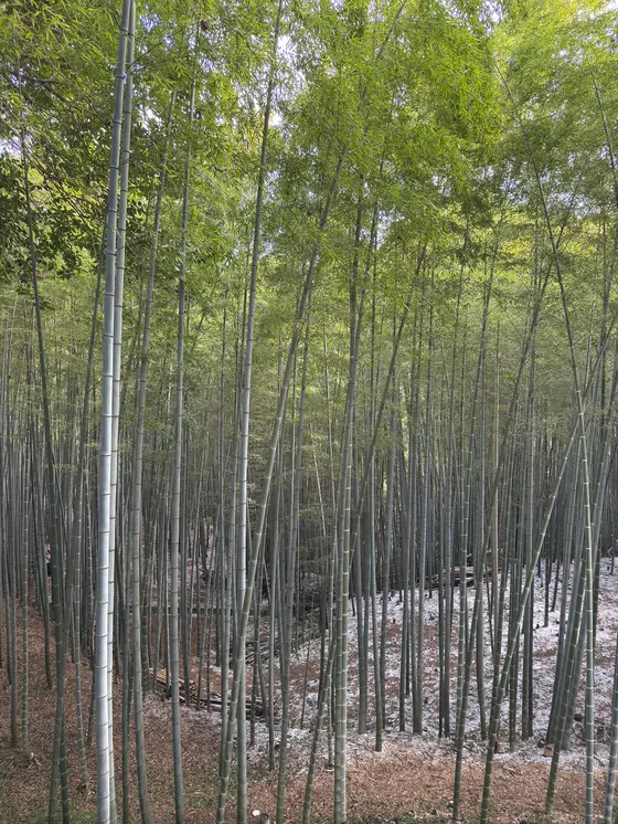 竹林ばやし