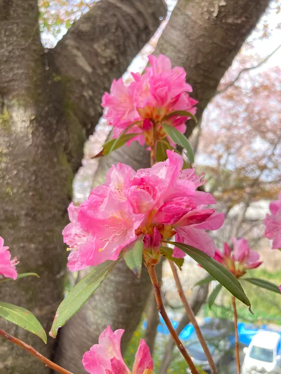 石楠花（しゃくなげ）