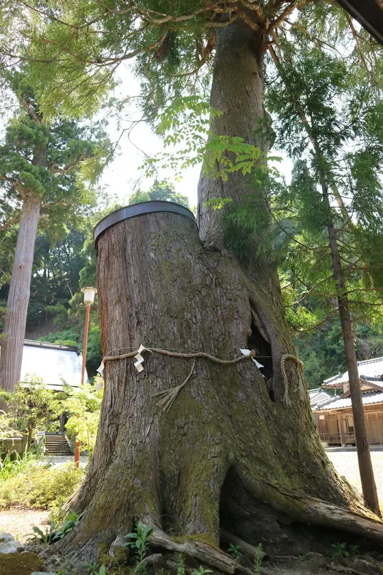 諏訪神社の神木