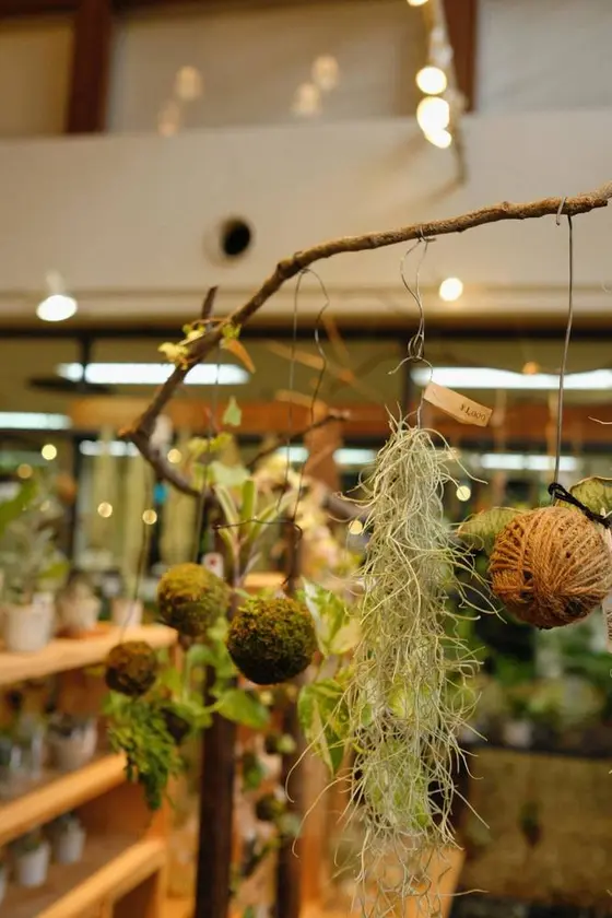 苔や胡蝶蘭の販売も！