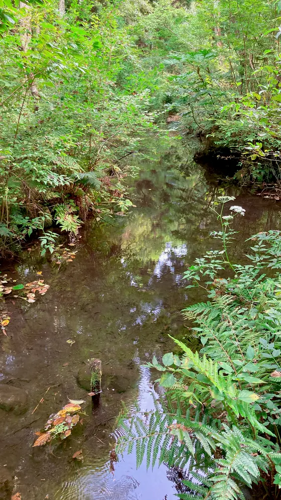 豊富な湧水
