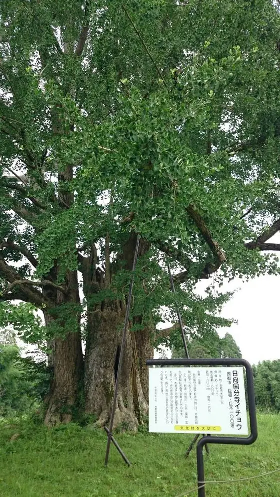 日向国分寺イチョウ