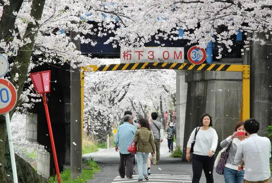 トンネルの向こうも桜