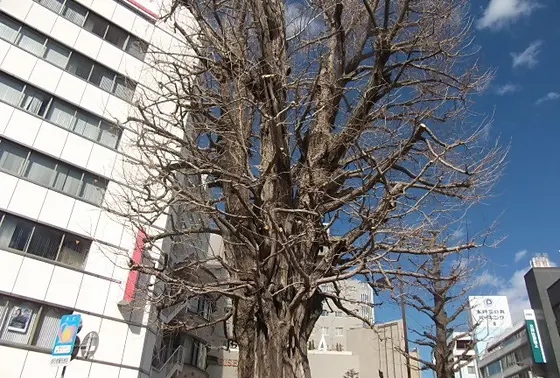 大銀杏の木