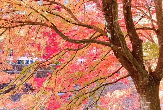 奥の細道