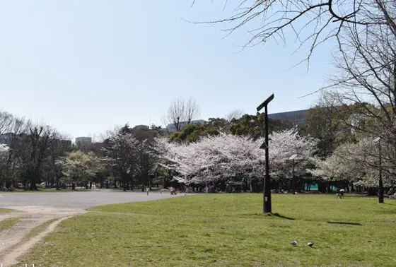 大きな広場と桜
