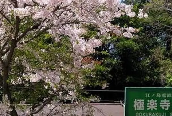 桜と駅の看板