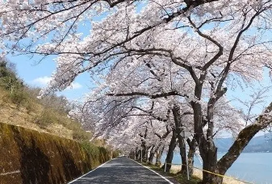 海津大崎の桜並木