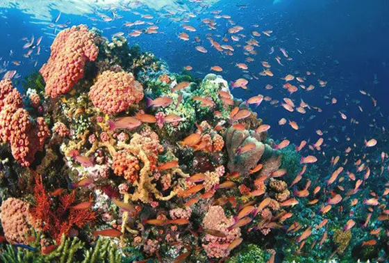 トゥバタハ岩礁自然公園
