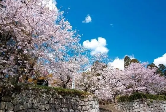 【2018年春のイベント】桜まつり