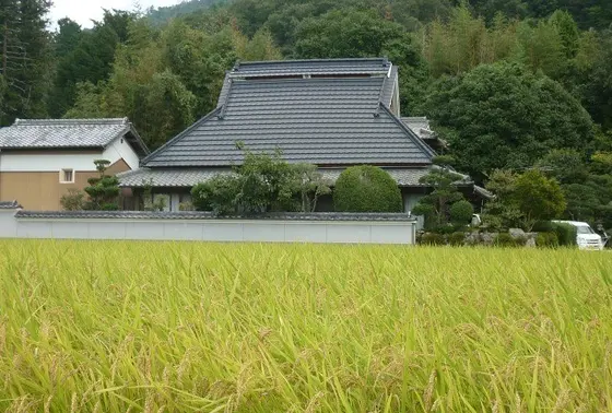 米作り体験