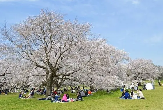 春は桜！