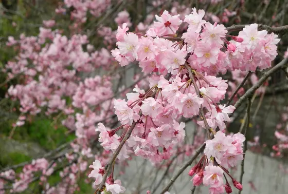 枝垂れ桜はピンクが濃い
