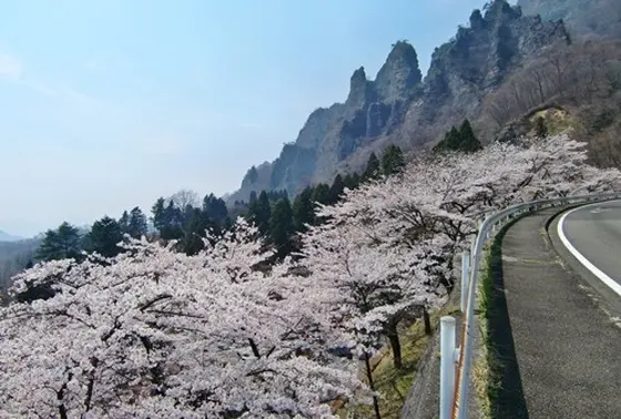 桜の横をドライブ♪