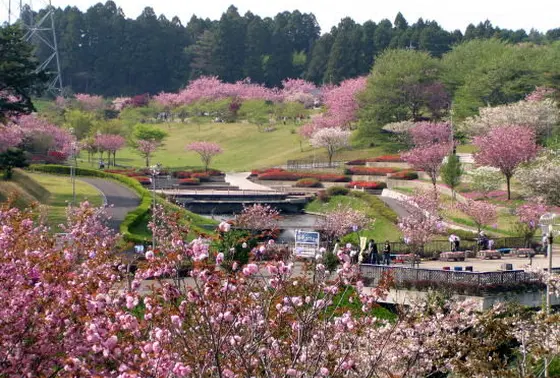 隣には「日本のさくら名所100選」にも選ばれた　静峰ふるさと公園