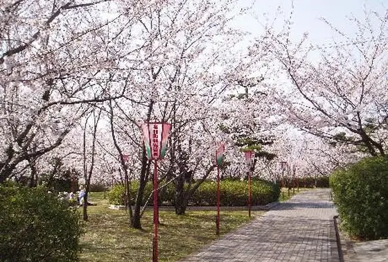 桜の名所・名和公園