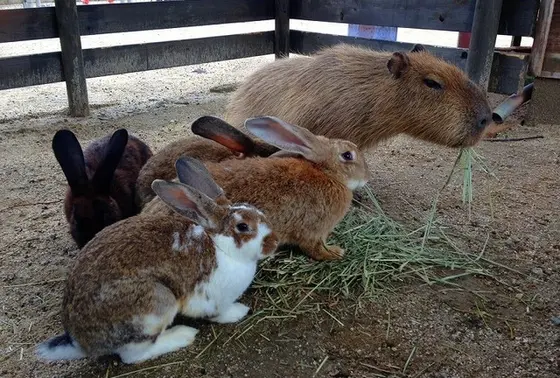 うさぎのくに