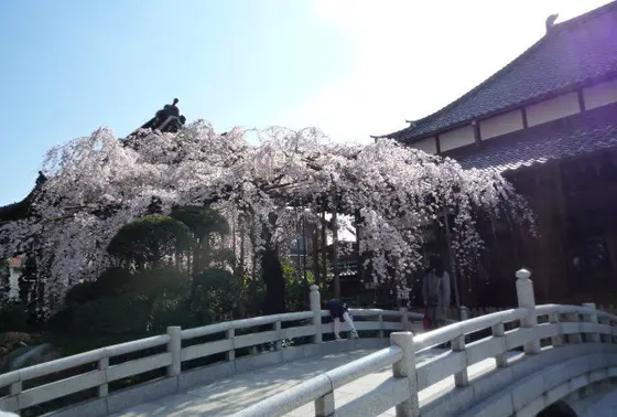 春の枝垂れ桜