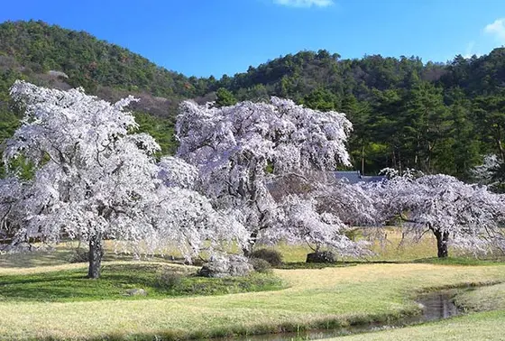 「平安郷」の桜が一般公開されます
