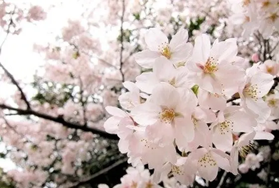 桜が綺麗！
