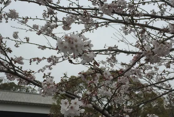桜の馬場の桜