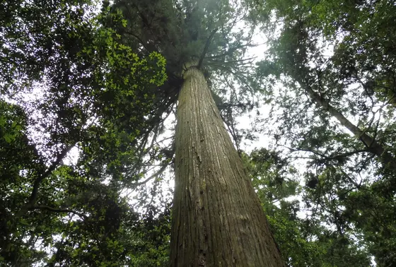 樹齢推定１０００年の大杉