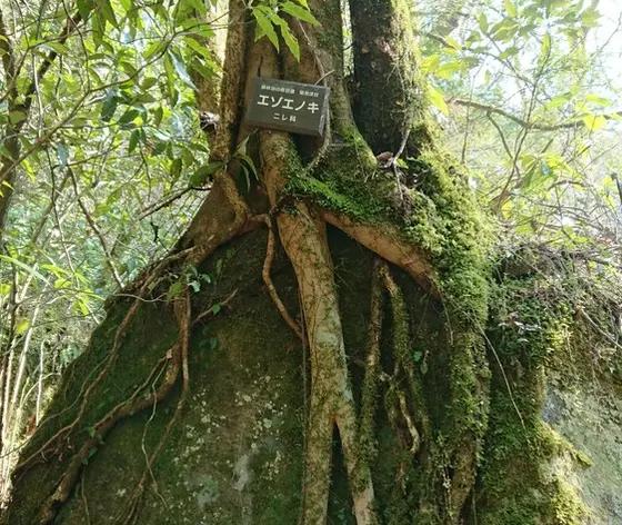 木の根が岩を包み込む