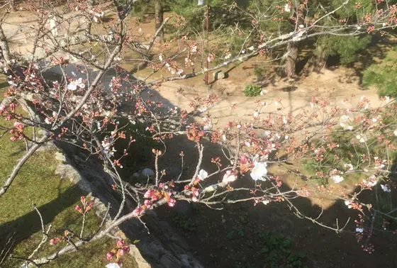 天守閣跡から見た桜