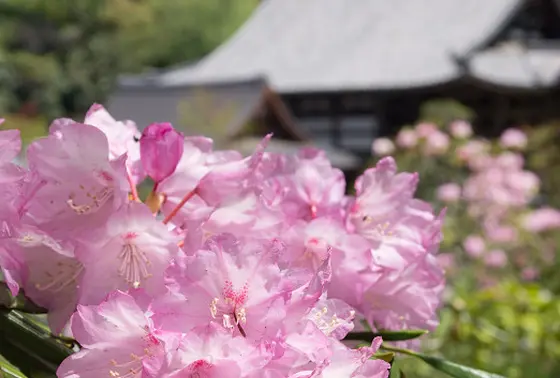 花の寺です…！