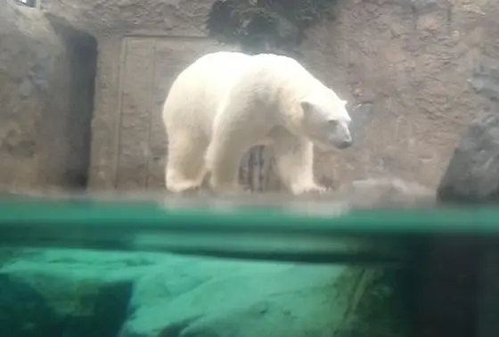 泳ぐ白熊の姿が見れるよ