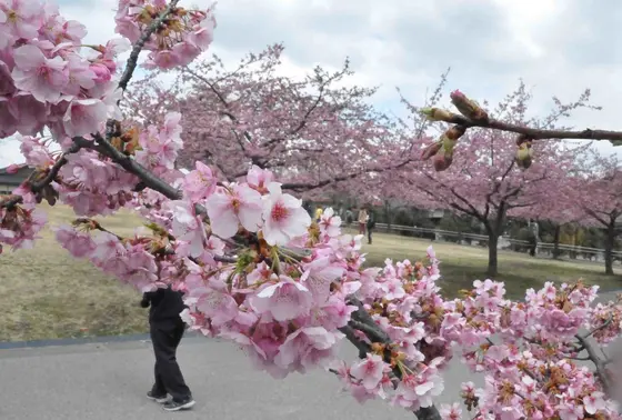 河津桜が満開！