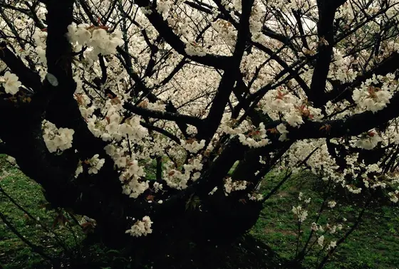 地面から咲くような御室桜
