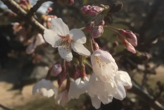 萩城址の桜