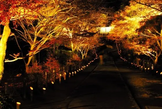 「嵐山花灯路」でライトアップされた参道
