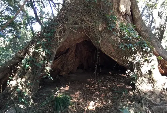 大木の穴