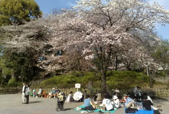 公園内の桜