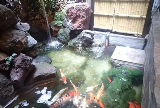 中庭の鯉