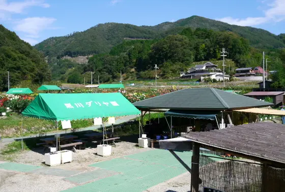 黒川ダリヤ園の詳細