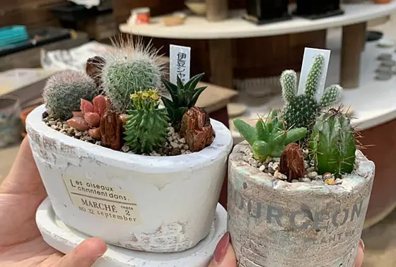 サボテンの寄せ植え