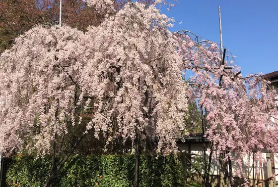 まだ桜が綺麗でした
