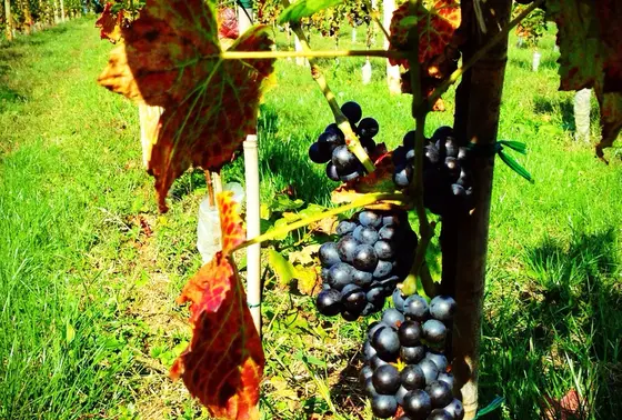 ブドウ畑とワイン造り