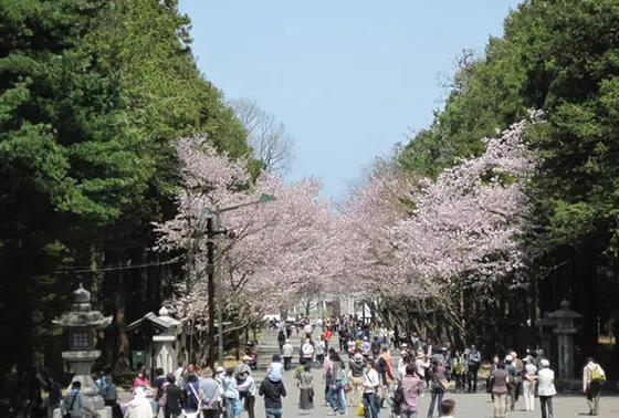桜の季節に行きたい！