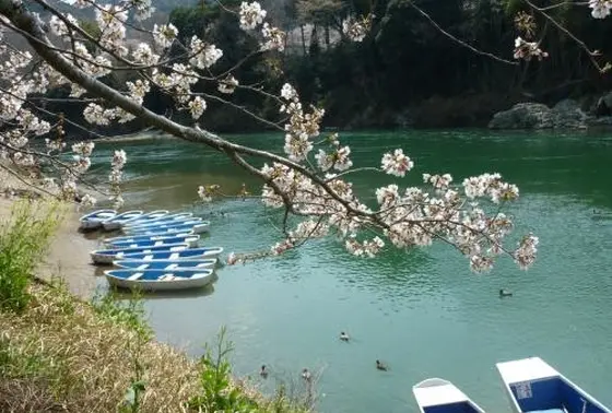 ボートから見る桜も…